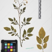 CIP 760016_OCH S47_04.jpg