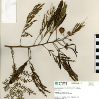 7415 herbarium
