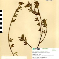 1167 herbarium