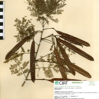 17389 herbarium