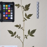 CIP 761459_OCH 12099_06.jpg