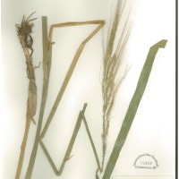 IRGC 89095 Herbarium