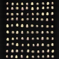 CIMMYTMA 18883 NAYA 46 AF23A-0903-164 K.jpg