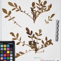 CIP 761430_OCHS 12063.jpg