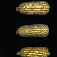 CIMMYTMA 16935 BOLI 1111 BA21U-2903-161 E1_compress.jpg