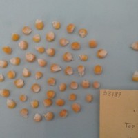 CIMMYTMA 5318 - Reference Inventory.jpg