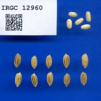 IRGC 12960 Seed Photo