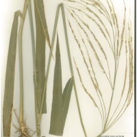 IRGC 80770 Herbarium