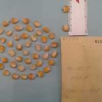 CIMMYTMA 6157 - Reference Inventory.jpg