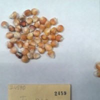 CIMMYTMA 2459 - Reference Inventory.jpg