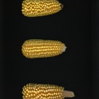 CIMMYTMA 19428 PUEB 672 BA22U-2903-101 E1.jpg