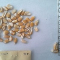 CIMMYTMA 1411 - Reference Inventory.jpg