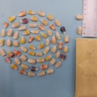 CIMMYTMA 7585 - Reference inventory.jpg