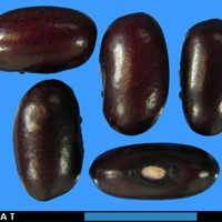 G1925 seed.jpg