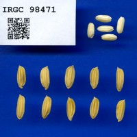 IRGC 98471 Seed Photo