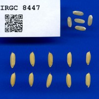 IRGC 8447 Seed Photo