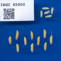 IRGC 65900 Seed Photo