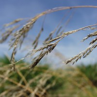 Echinochloa stagnina 16031 flower.JPG