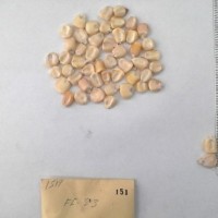 CIMMYTMA 151 - Reference Inventory.jpg