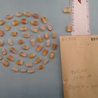 CIMMYTMA 6080 - Reference Inventory.jpg