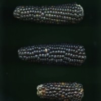 CIMMYTMA 27781 GUAT 1370 TC22U-2903-91 E1.jpg