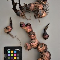 CIP 206006 (rhizome).JPG