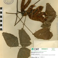 9249 herbarium