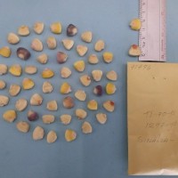 CIMMYTMA 7179 - Reference inventory.jpg