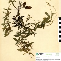 9945 herbarium