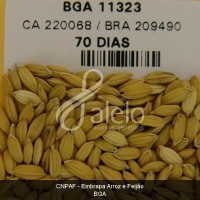 BRA00008658-7.JPG
