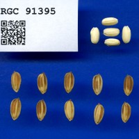IRGC 91395 Seed Photo