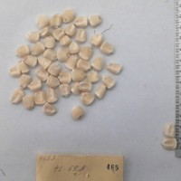 CIMMYTMA 465 - Reference Inventory.jpg