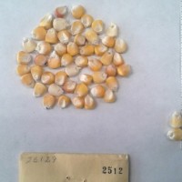 CIMMYTMA 2512 - Reference Inventory.jpg