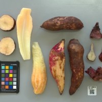 CIP 205019 (root).jpg