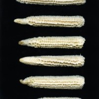 CIMMYTMA 1919 HIDA 46 BA23U-2903-79 C.jpg