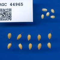 IRGC 44965 Seed Photo