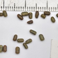 Sesbania sesban 1193 seed_Gsys.jpg
