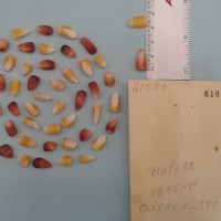 CIMMYTMA 6102 - Reference Inventory.jpg