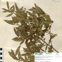 21093 herbarium
