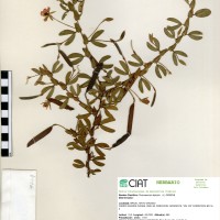9764 herbarium
