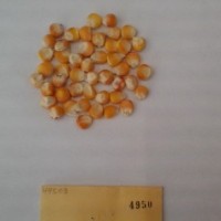 CIMMYTMA 4950 - Reference Inventory.jpg