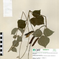 22088 herbarium