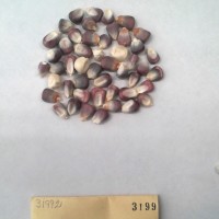 CIMMYTMA 3199 - Reference Inventory.jpg