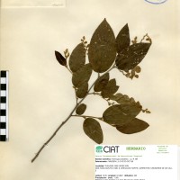 21100 herbarium