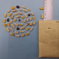 CIMMYTMA 7728 - Reference inventory.jpg