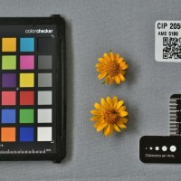 CIP 205018 (flower).jpg