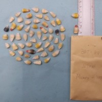 CIMMYTMA 8472 - Reference inventory.jpg