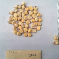 CIMMYTMA 2636 - Reference Inventory.jpg