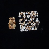 Popped and not popped comparison.jpg