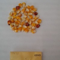 CIMMYTMA 4963 - Reference Inventory.jpg